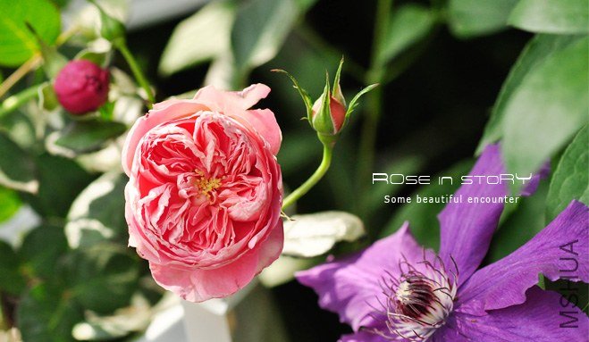 SummerHanabi ���ջ���1.jpg