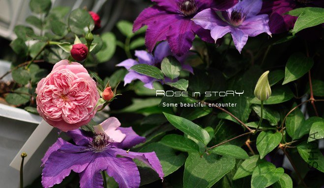 SummerHanabi ���ջ���3.jpg