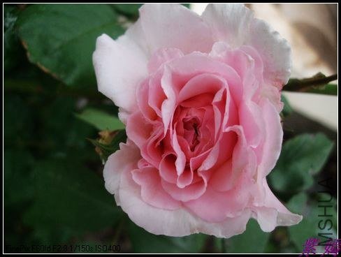 DSCF3437.jpg
