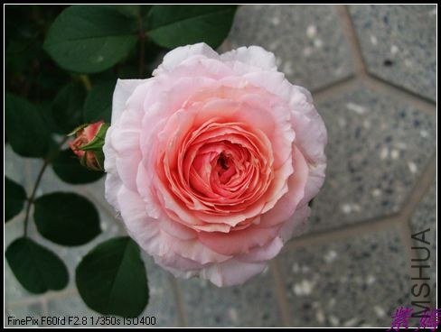 DSCF3478.jpg