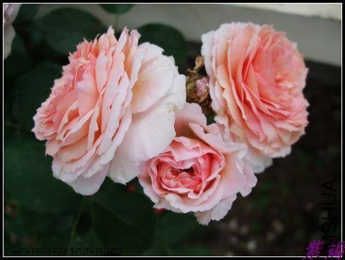 DSCF3559.jpg