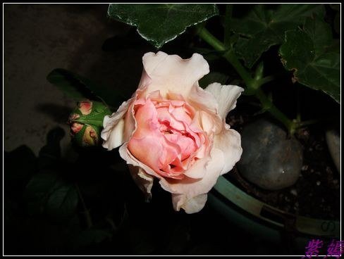 DSCF3608.jpg