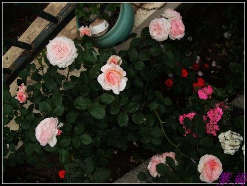 DSCF3607.jpg