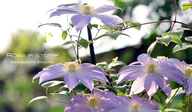 rose in story (683).jpg