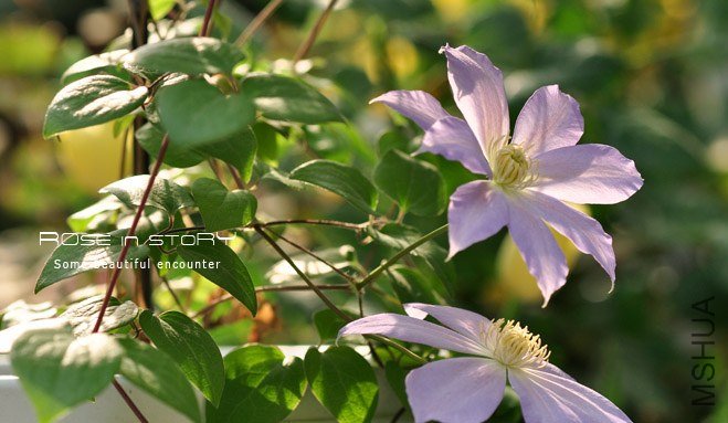 rose in story (684).jpg