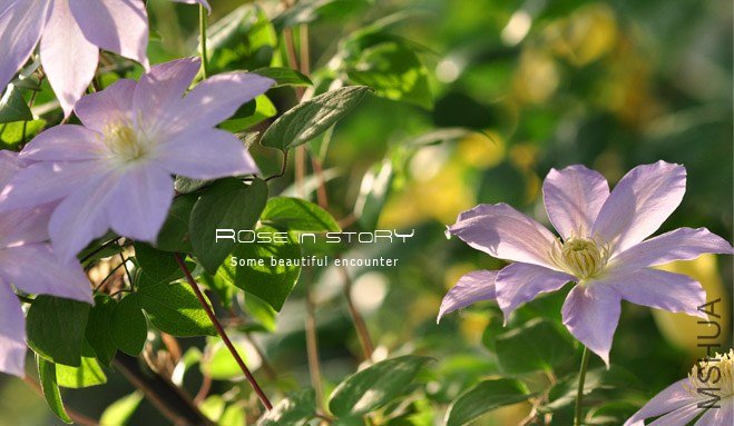 rose in story (685).jpg