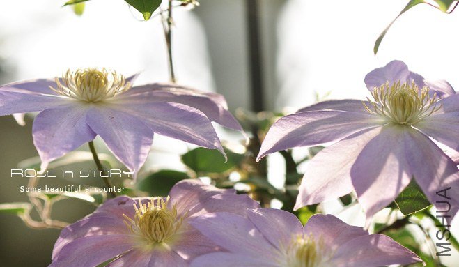 rose in story (686).jpg