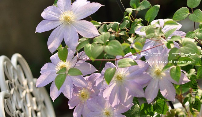 rose in story (687).jpg