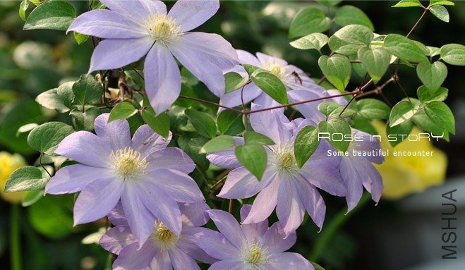 rose in story (693).jpg