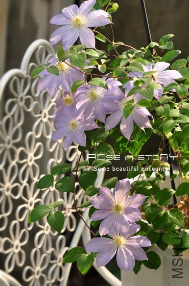 rose in story (703).jpg