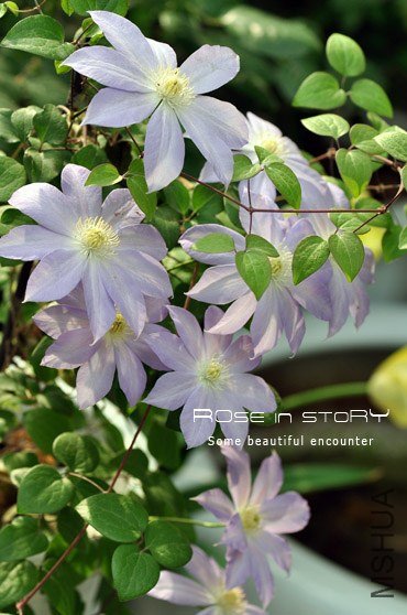 rose in story (704).jpg