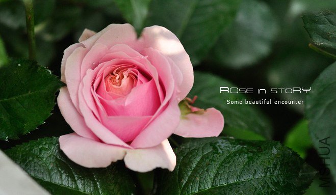 ���åɥե��`���` �̸�1 (1).jpg