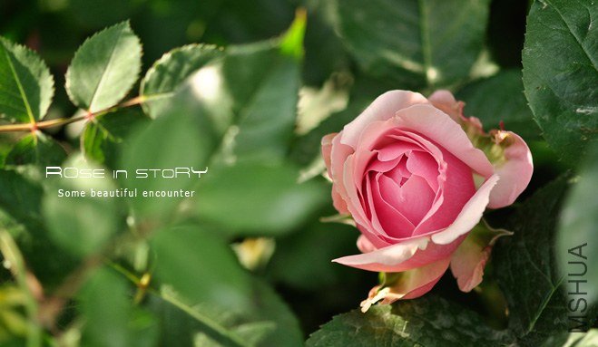 ���åɥե��`���` �̸�1 (2).jpg