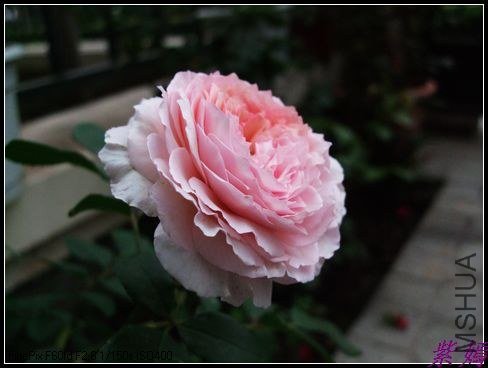 DSCF3624.jpg
