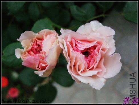 DSCF3613.jpg