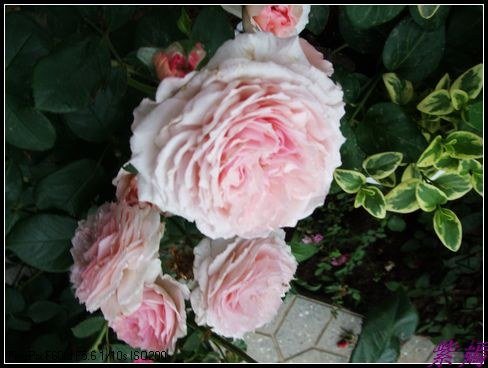 DSCF3622.jpg