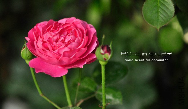 Marquise de Merteuil1.jpg