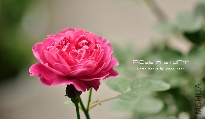 Marquise de Merteuil2 (2).jpg