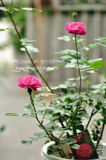 Marquise de Merteuil3 (2).jpg