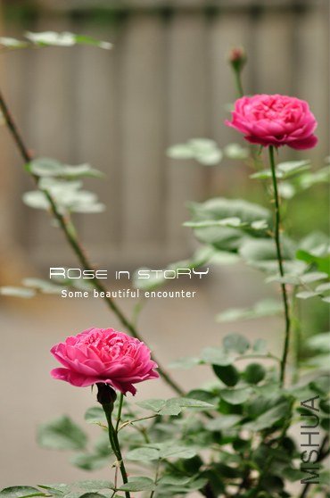 Marquise de Merteuil4.jpg