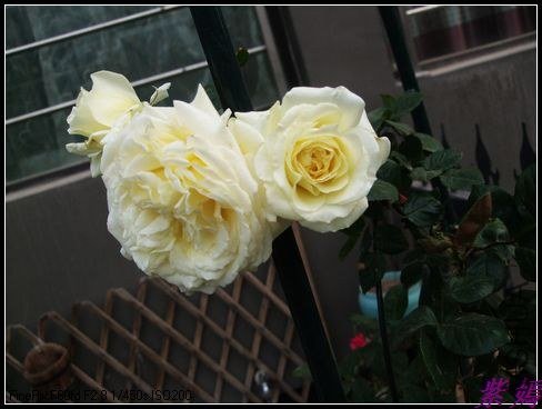DSCF3484.jpg