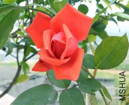DSC_0269_����.jpg
