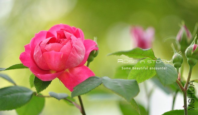 ������ (2).jpg