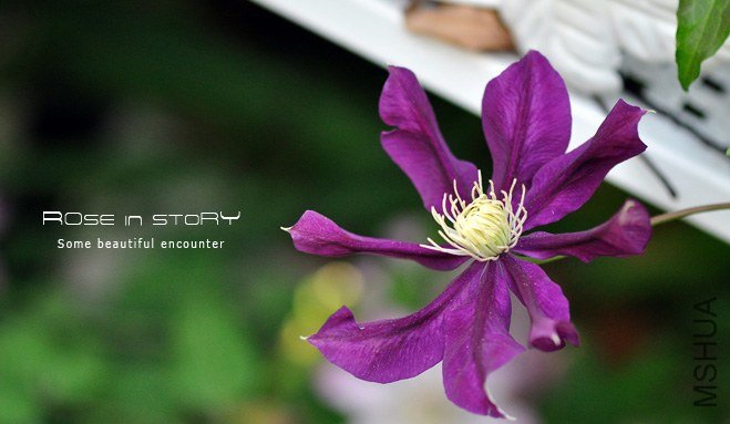 florida Hayate (1).jpg