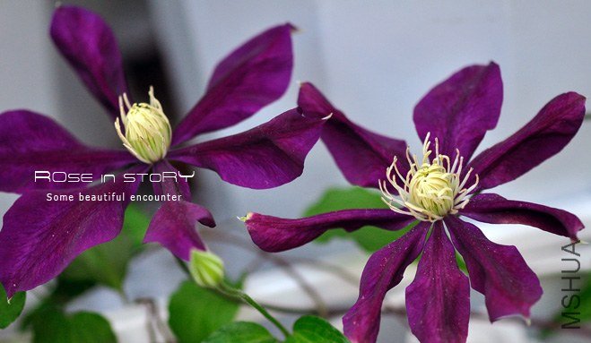 florida Hayate (2).jpg