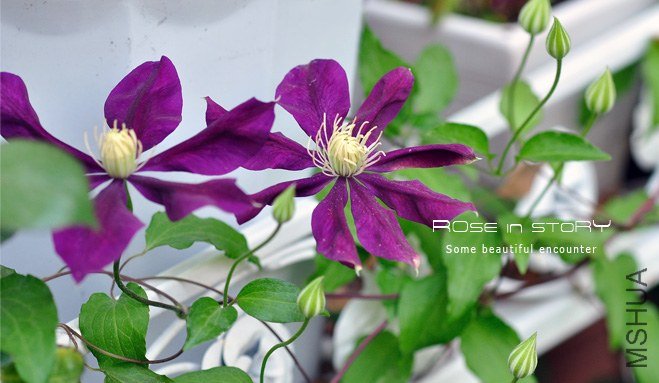 florida Hayate (3).jpg