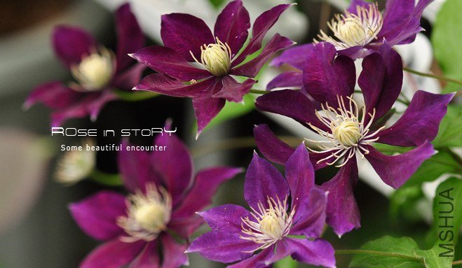 florida Hayate (4).jpg