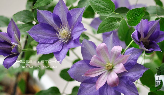 �����餵����Solweig (2).jpg