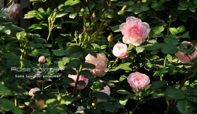 Mme Pierre Oger (1).jpg