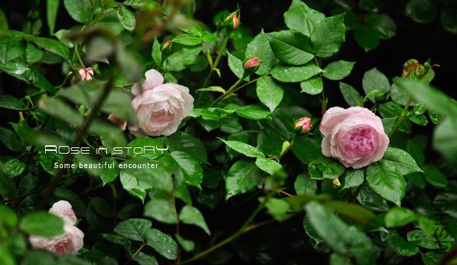 Mme Pierre Oger (2).jpg