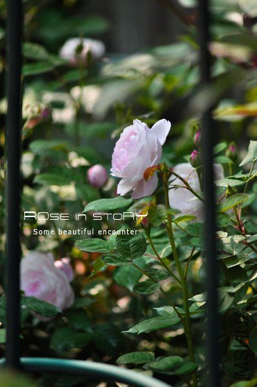 Mme Pierre Oger (5).jpg