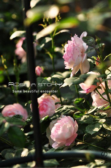 Mme Pierre Oger (8).jpg