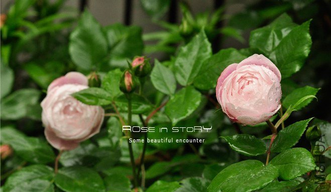 Mme Pierre Oger (9).jpg