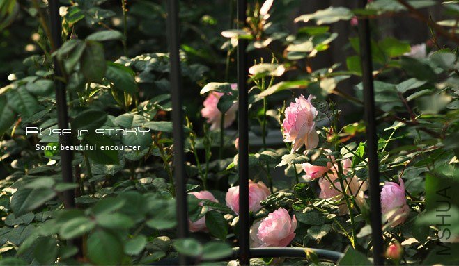 Mme Pierre Oger (11).jpg