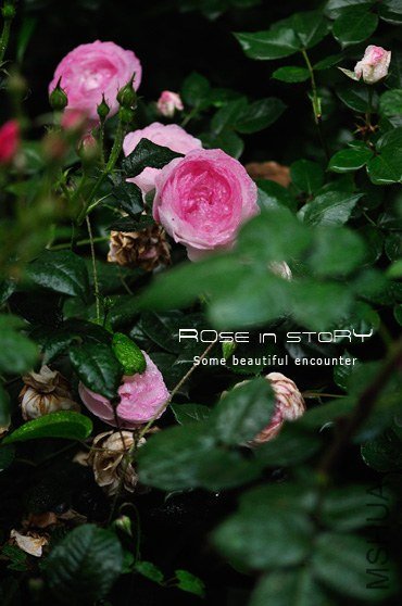 Mme Pierre Oger (12).jpg