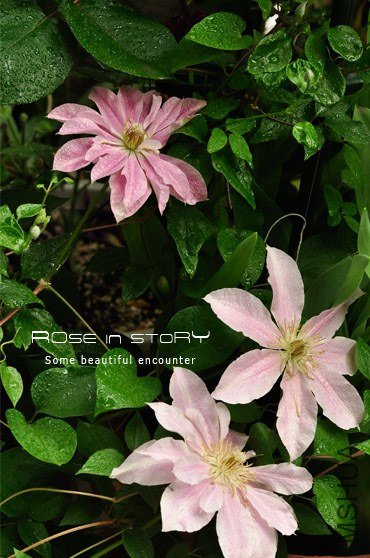 rose in story (783).jpg