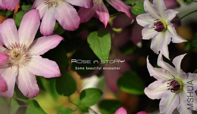 rose in story (784).jpg