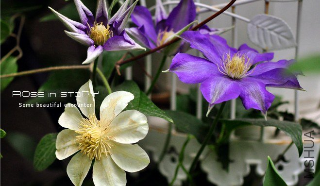 rose in story (785).jpg