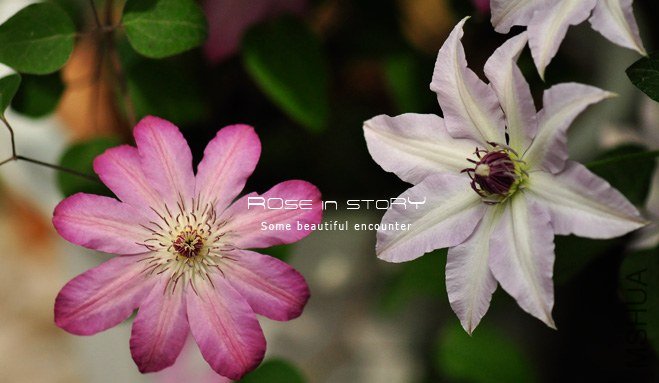 rose in story (786).jpg