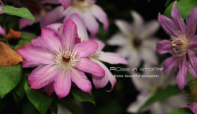 rose in story (787).jpg