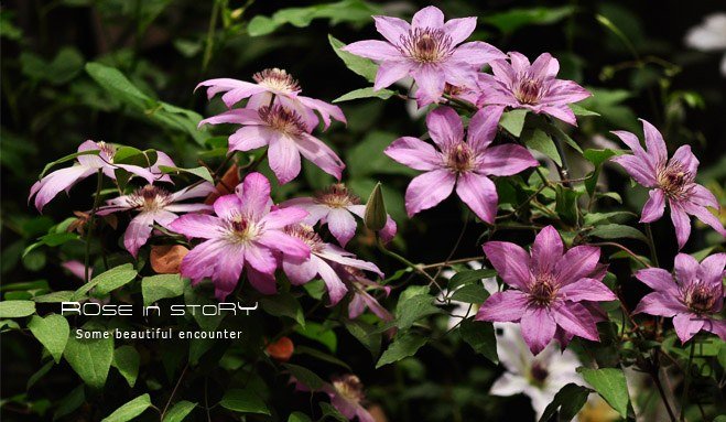 rose in story (788).jpg