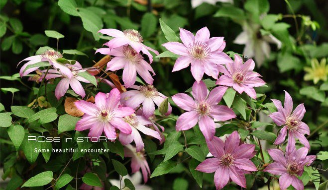 rose in story (789).jpg