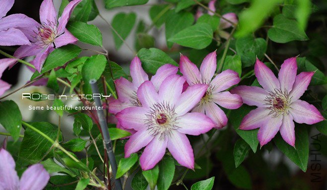 rose in story (795).jpg