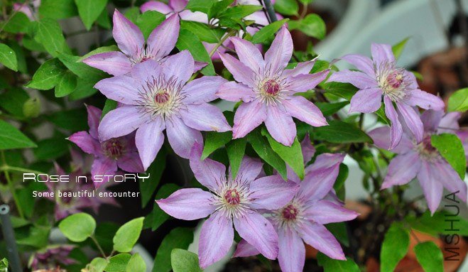 rose in story (798).jpg