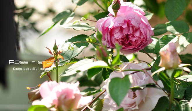 The Ingenious Mr Fairchild�ƶ�����.jpg