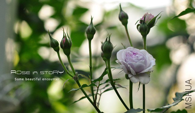 ��˹�Ǳ� �ϥ����ƥ�ܥ� (3).jpg